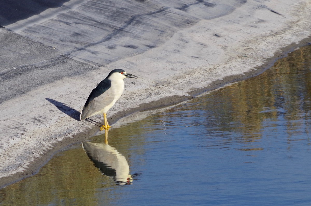 Black-crowned Night Heron - Alex Patia