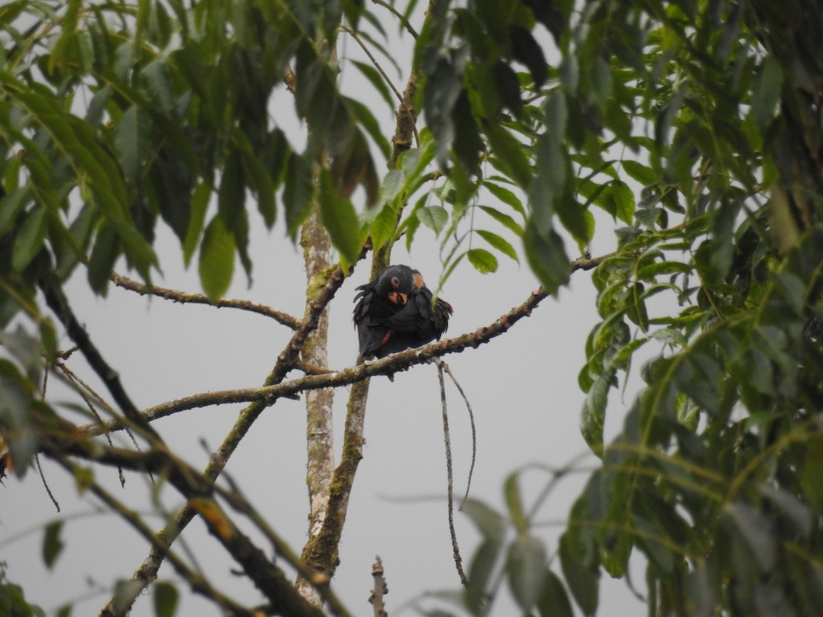 Bronze-winged Parrot - ML150104461