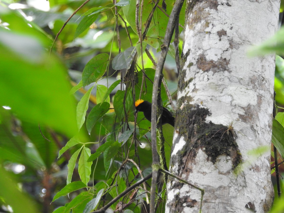 Tawny-crested Tanager - ML150106121