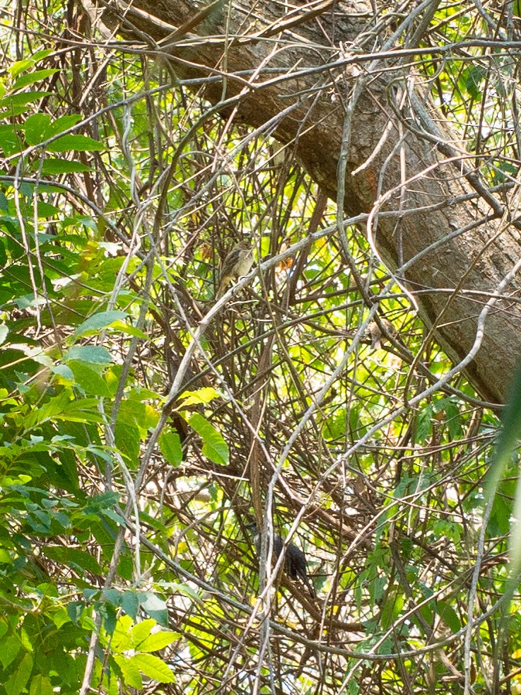 Indigo Bunting - ML150106211