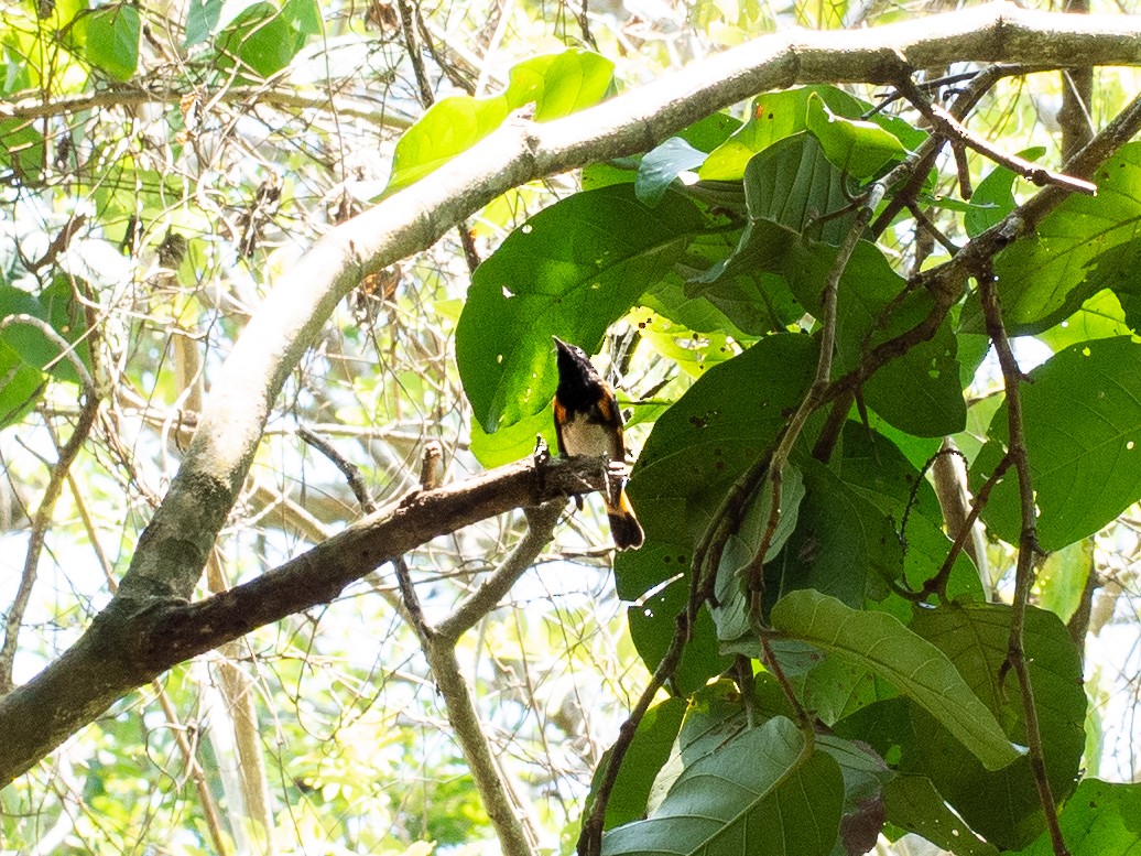 American Redstart - ML150107381