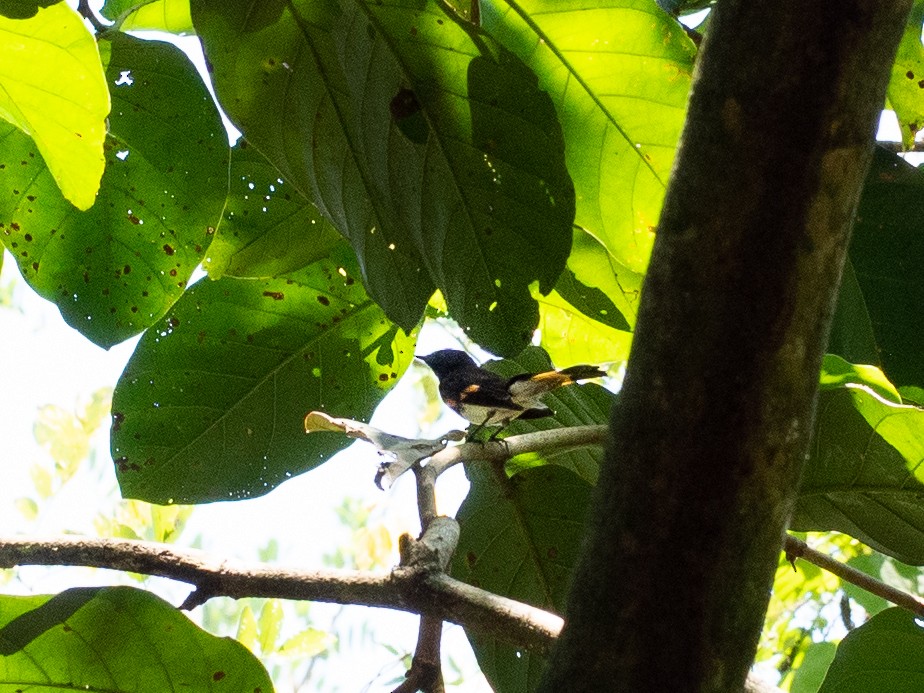 American Redstart - ML150107391