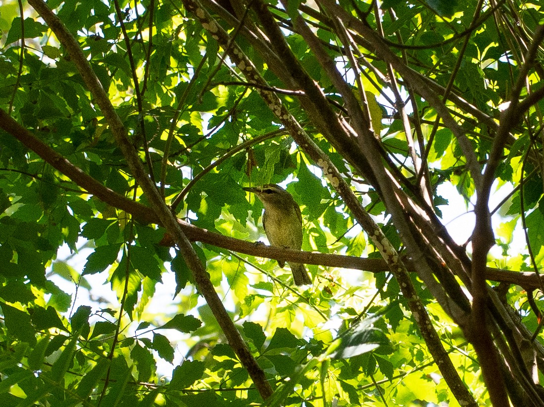 Yucatan Vireo - ML150107541