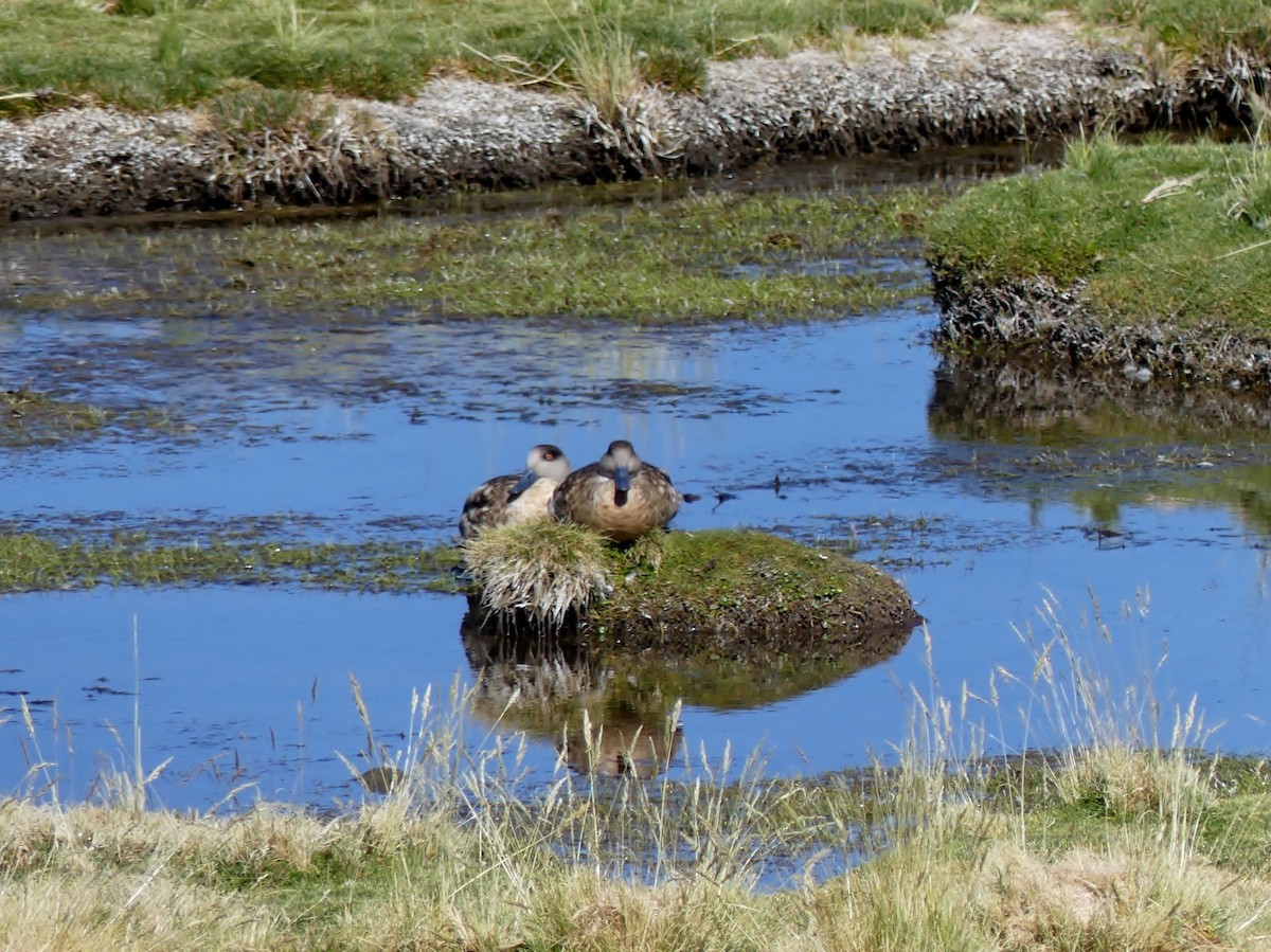 Crested Duck - ML150107861