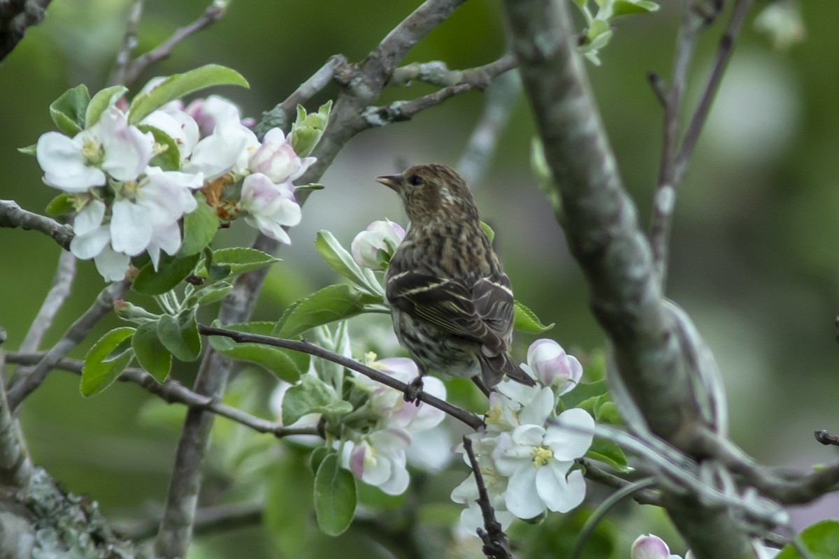 Pine Siskin - ML150108041