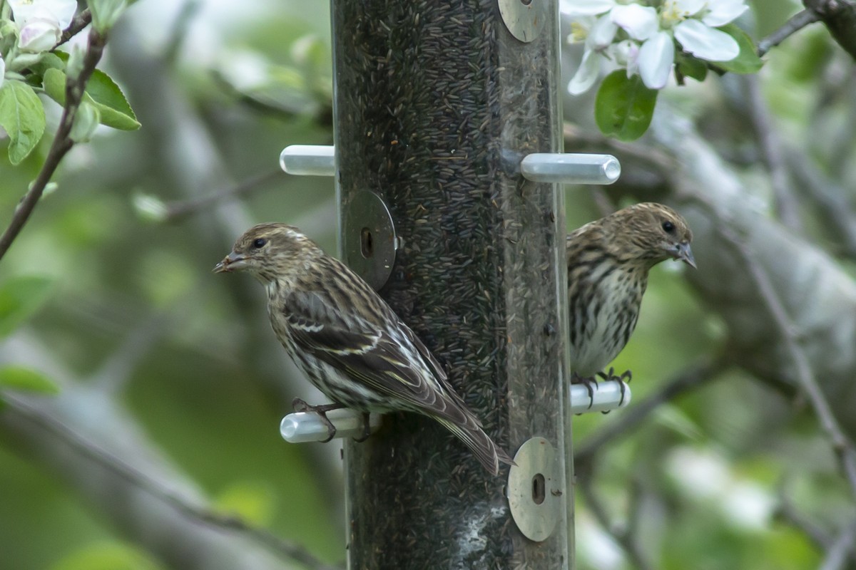 Pine Siskin - ML150108061