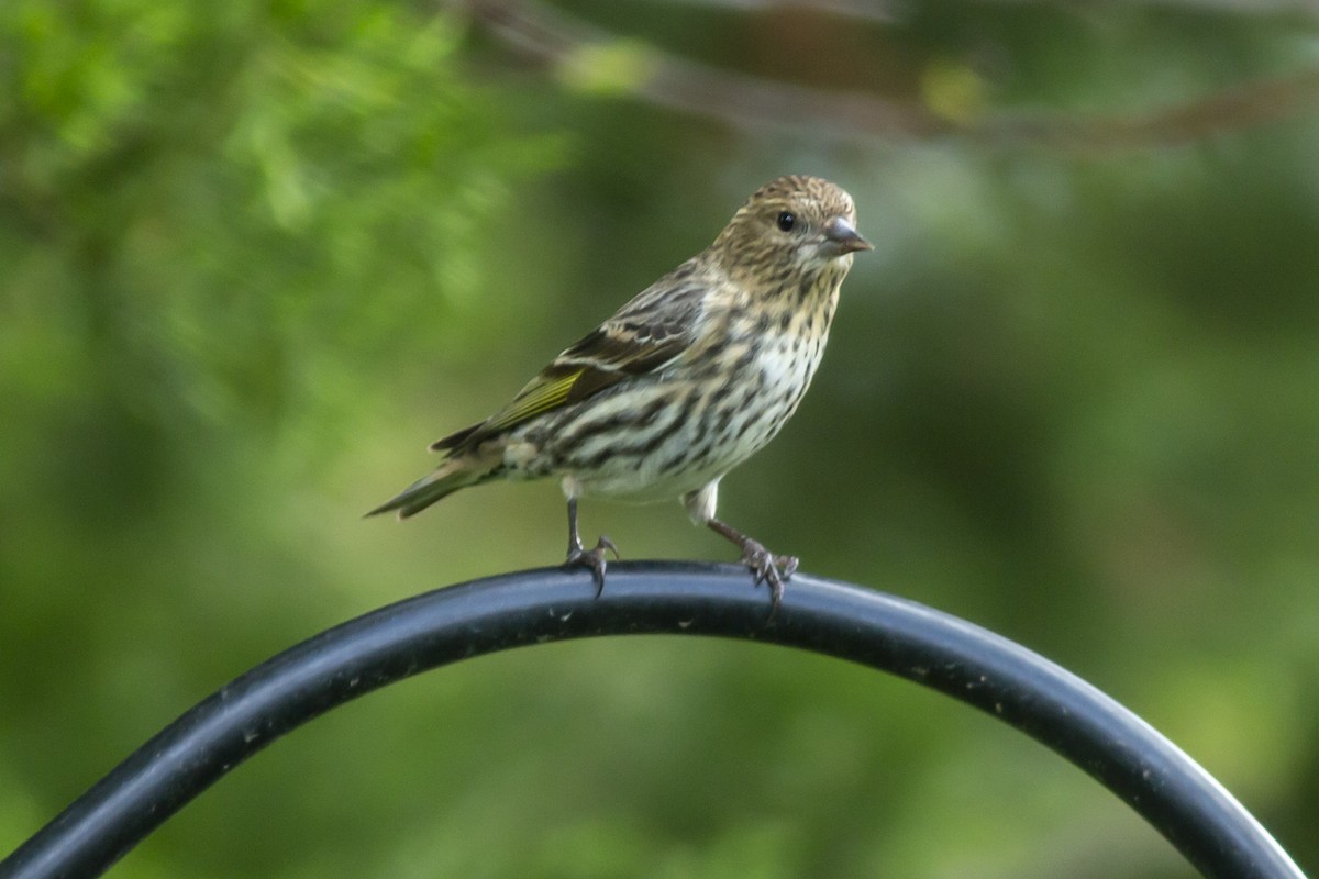 Pine Siskin - ML150108101