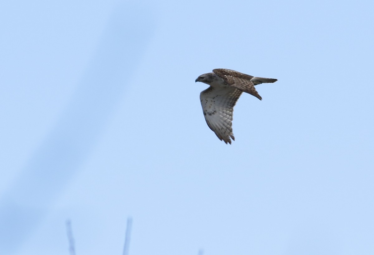 Red-tailed Hawk - ML150110031