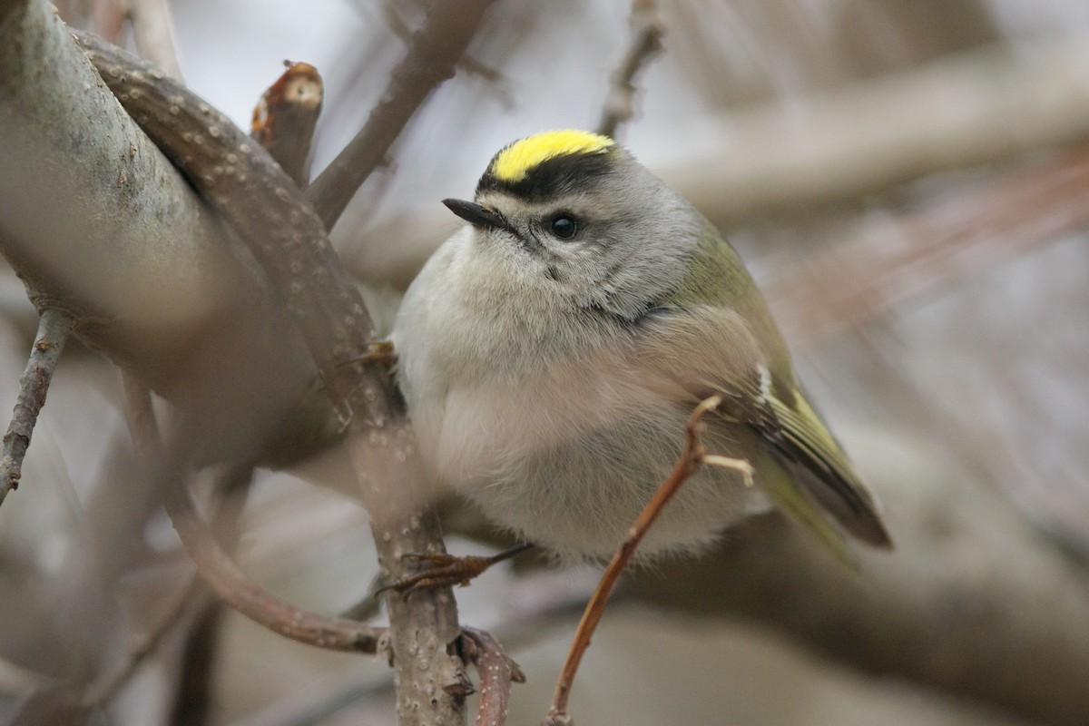 Golden-crowned Kinglet - ML150111431