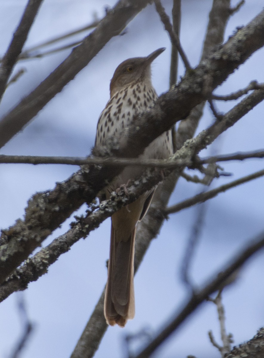 Brown Thrasher - ML150112811