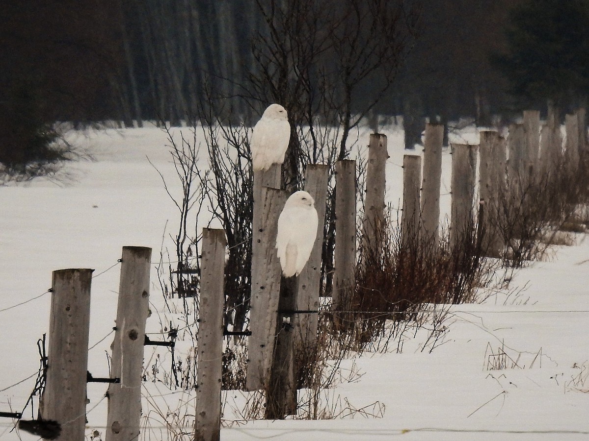 Snowy Owl - Amy Lyyski