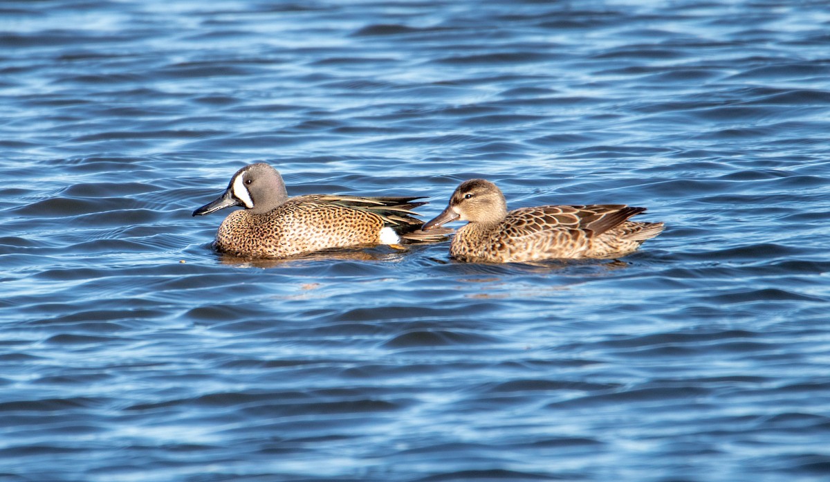 Blue-winged Teal - Mark Millard