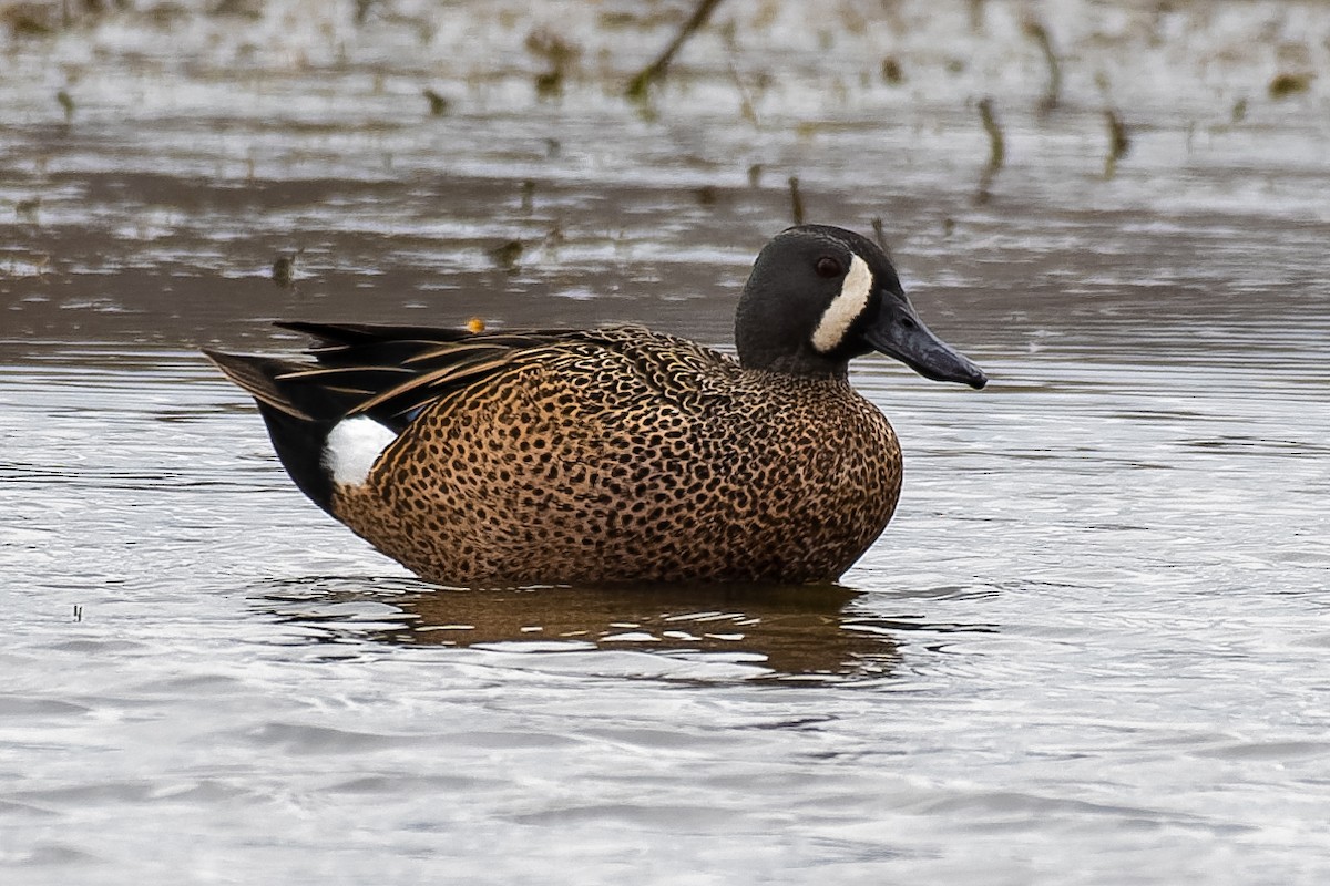 Blue-winged Teal - Don Danko