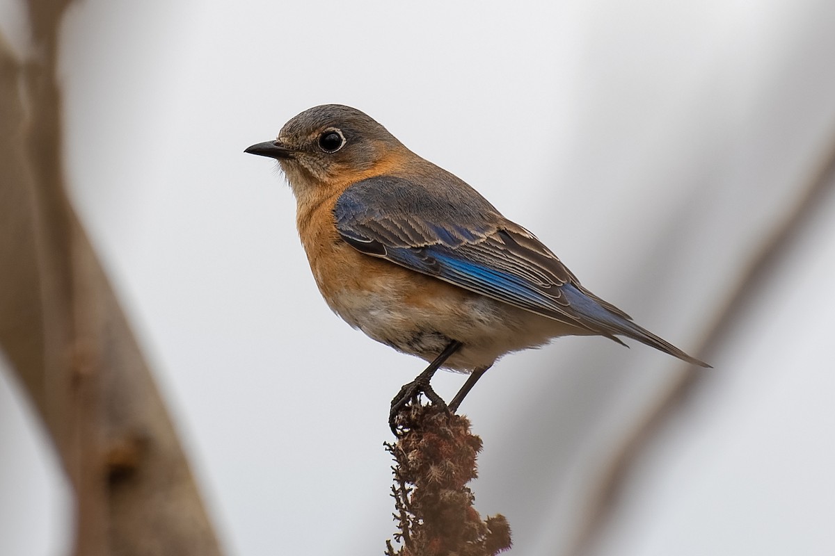 Eastern Bluebird - Don Danko