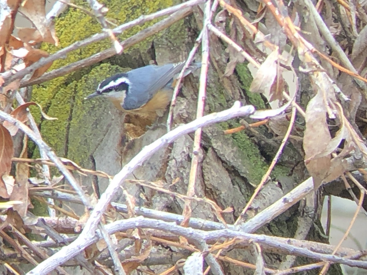 Red-breasted Nuthatch - ML150116201