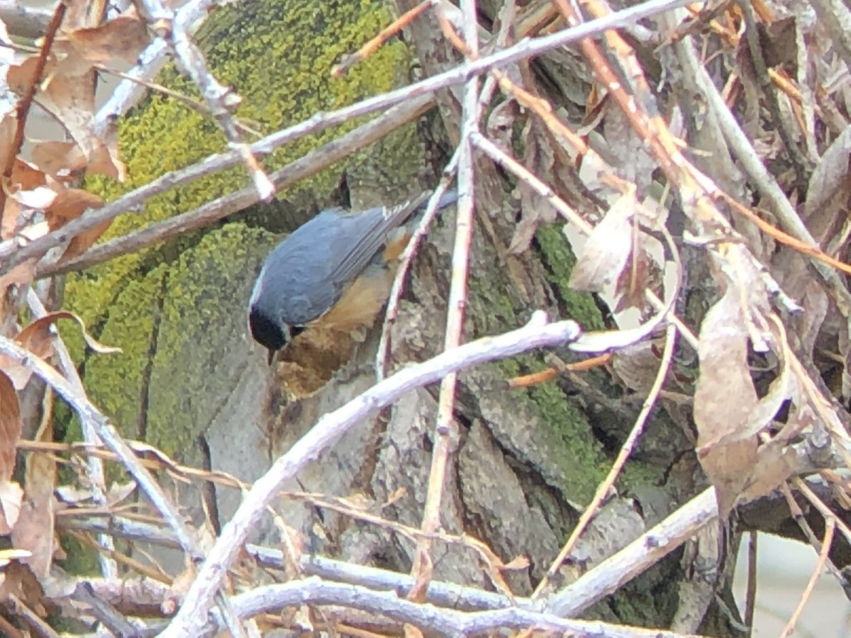 Red-breasted Nuthatch - ML150116211