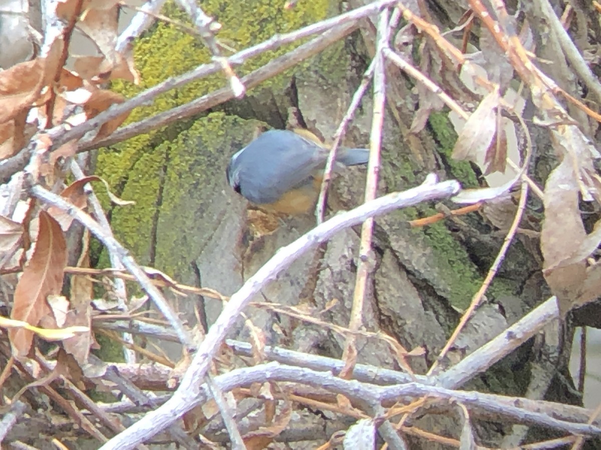 Red-breasted Nuthatch - ML150116221