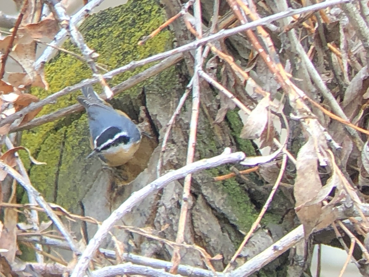 Red-breasted Nuthatch - ML150116281