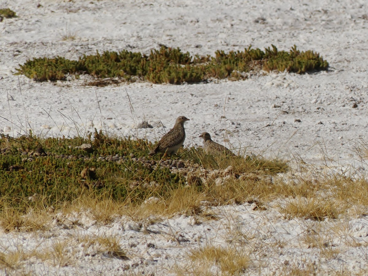 Gray-breasted Seedsnipe - ML150116901