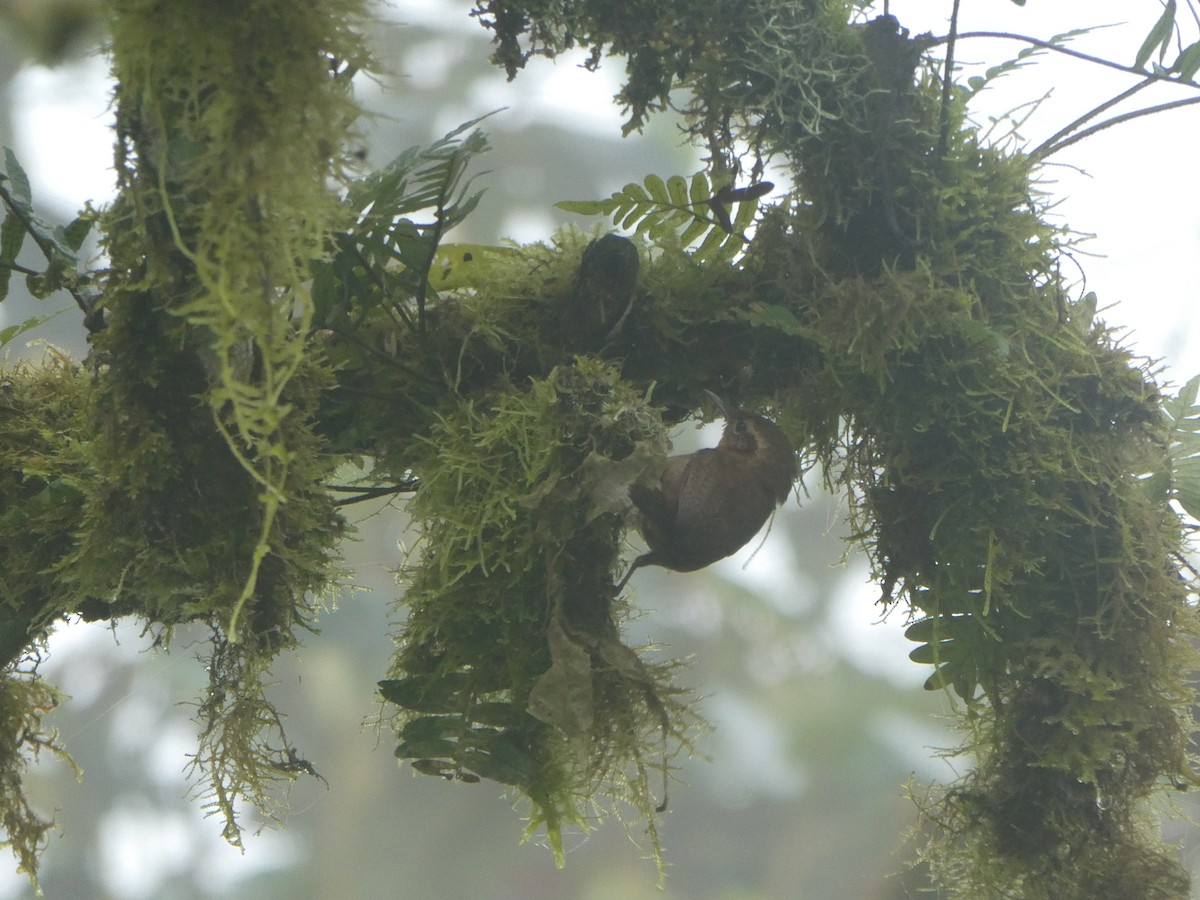 Mountain Wren - Tristan Jobin