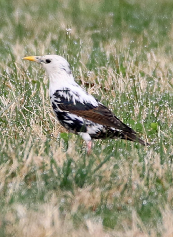 European Starling - ML150118001