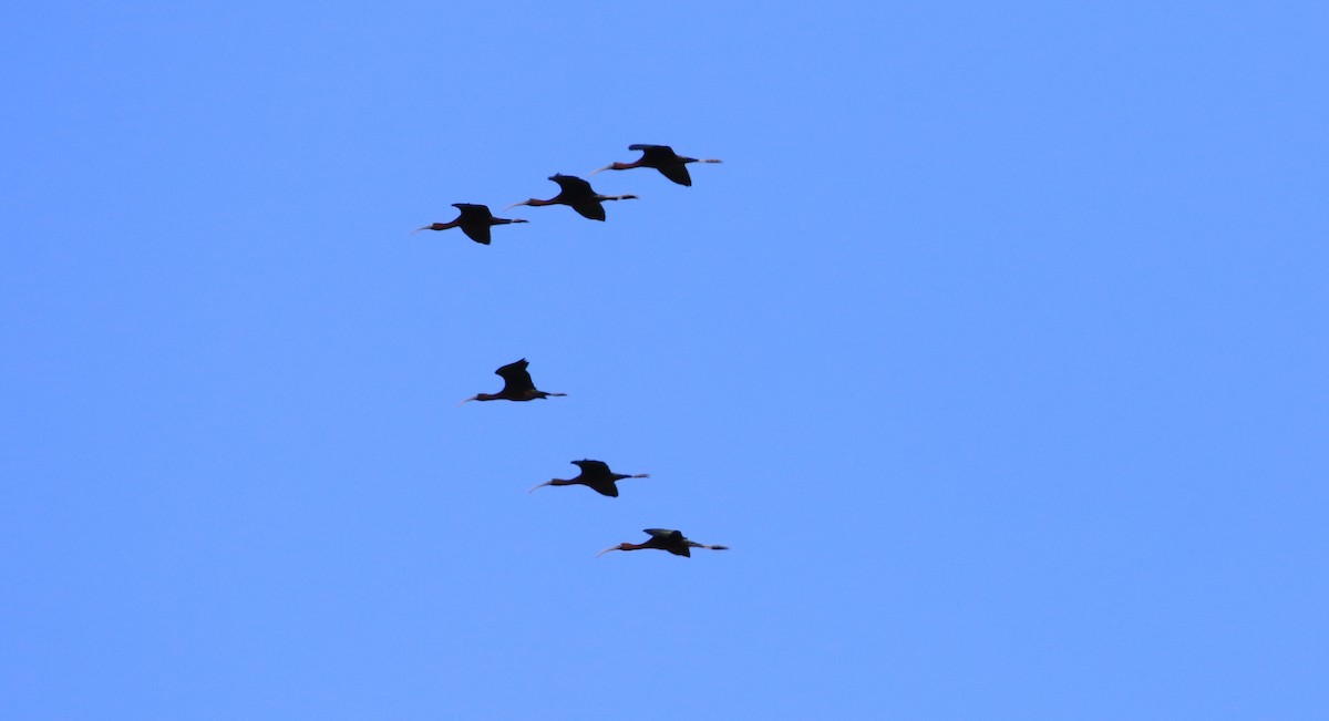 ibis hnědý - ML150118981