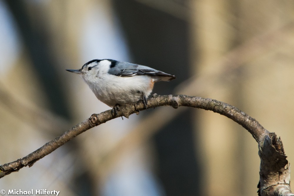 White-breasted Nuthatch - ML150121331