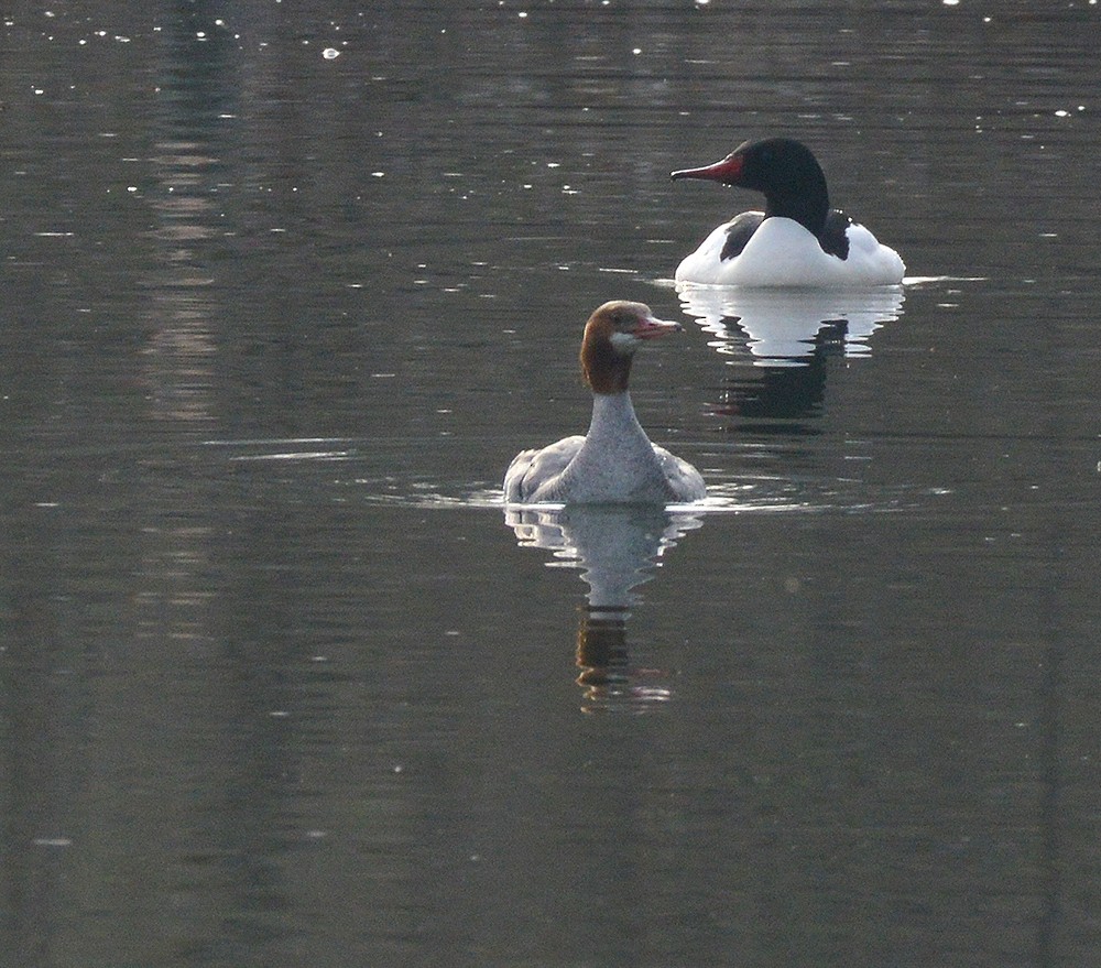 Common Merganser - ML150121601