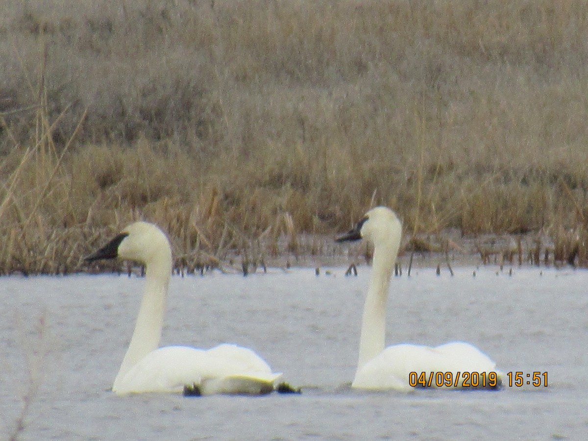 Cygne trompette - ML150122051