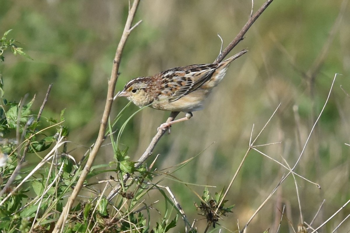 Grasshopper Sparrow - ML150123471