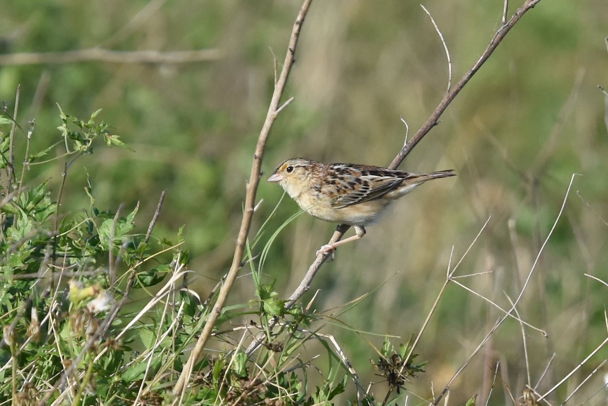 Grasshopper Sparrow - ML150123481