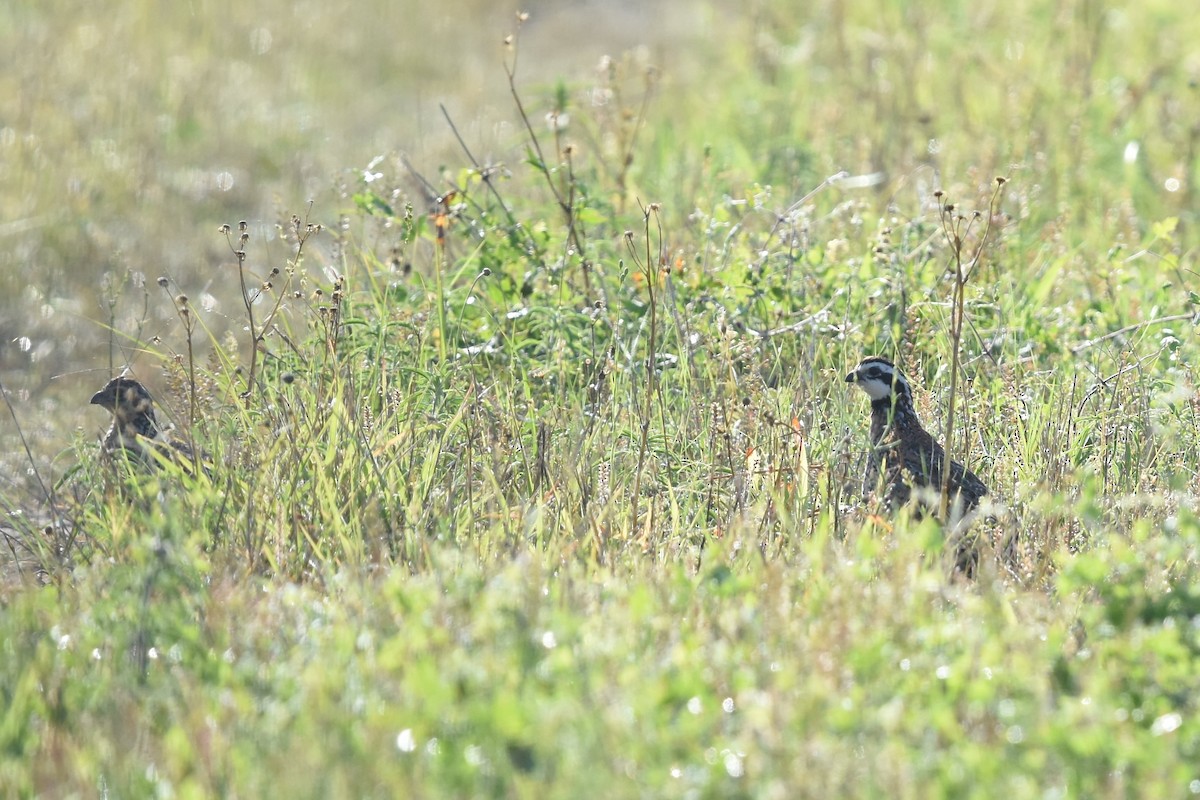 Northern Bobwhite - ML150123541