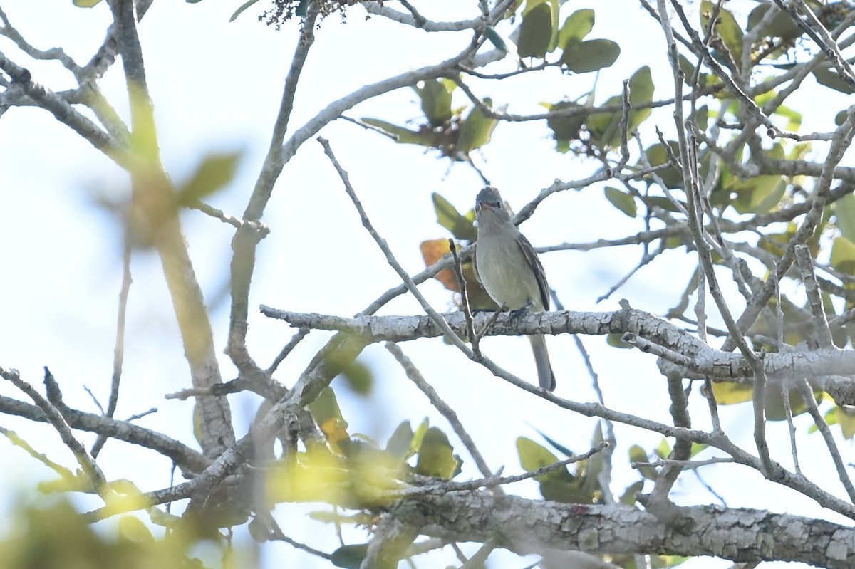 Northern Beardless-Tyrannulet - Gary Yoder