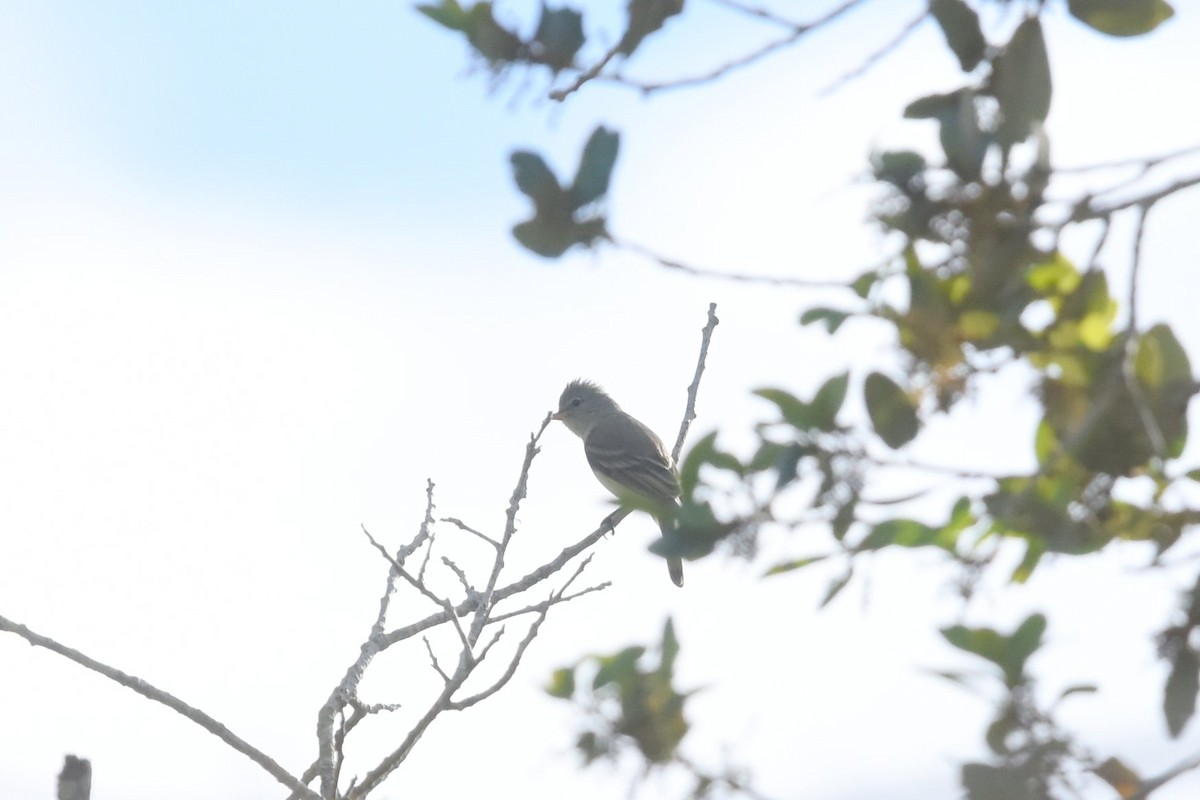 Northern Beardless-Tyrannulet - ML150123641