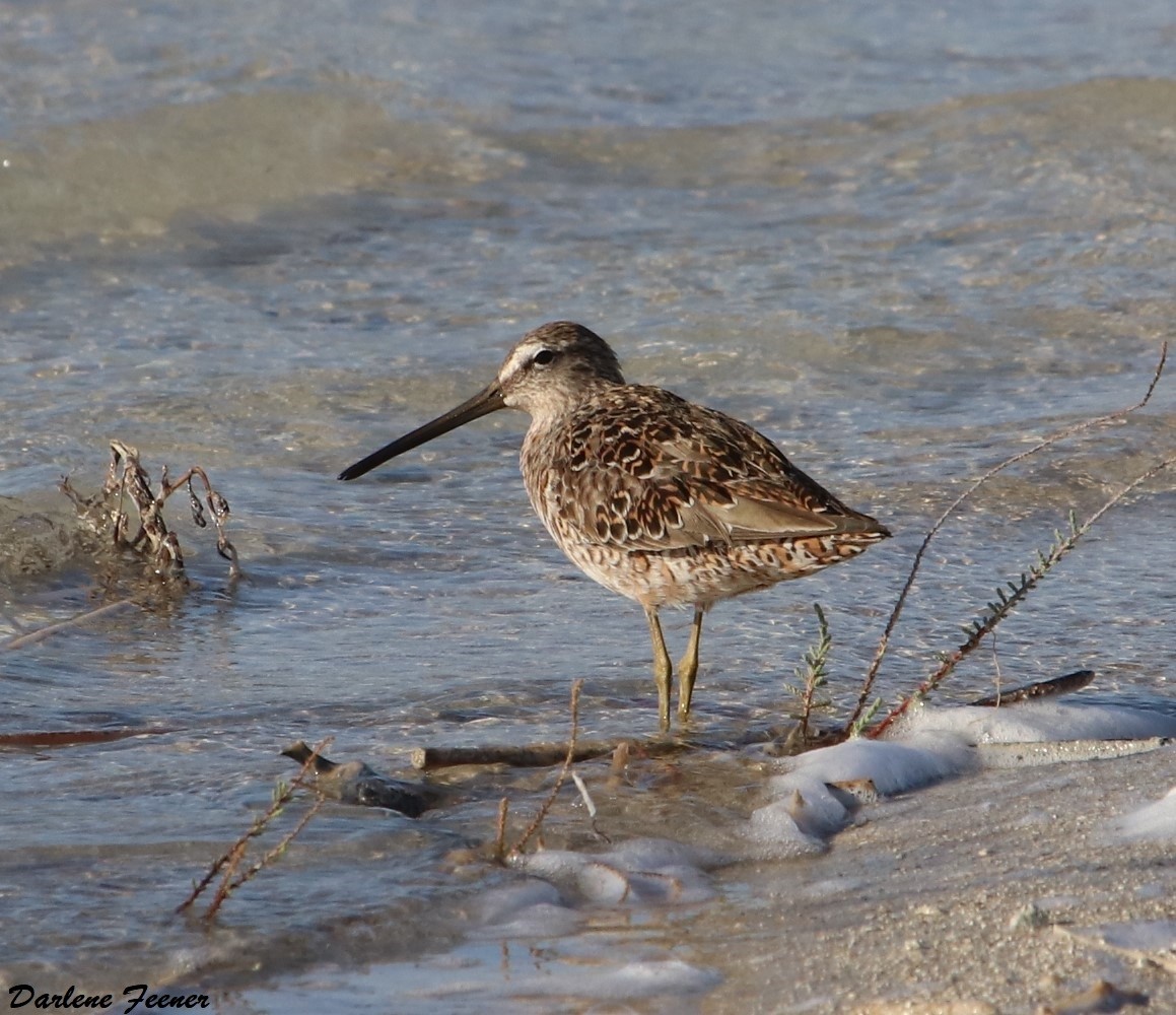 Long-billed Dowitcher - ML150123741