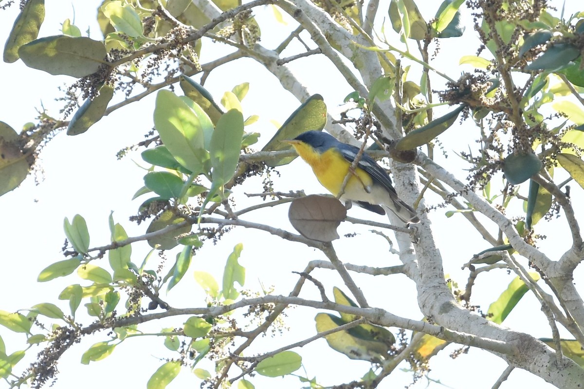 Tropical Parula - ML150123771