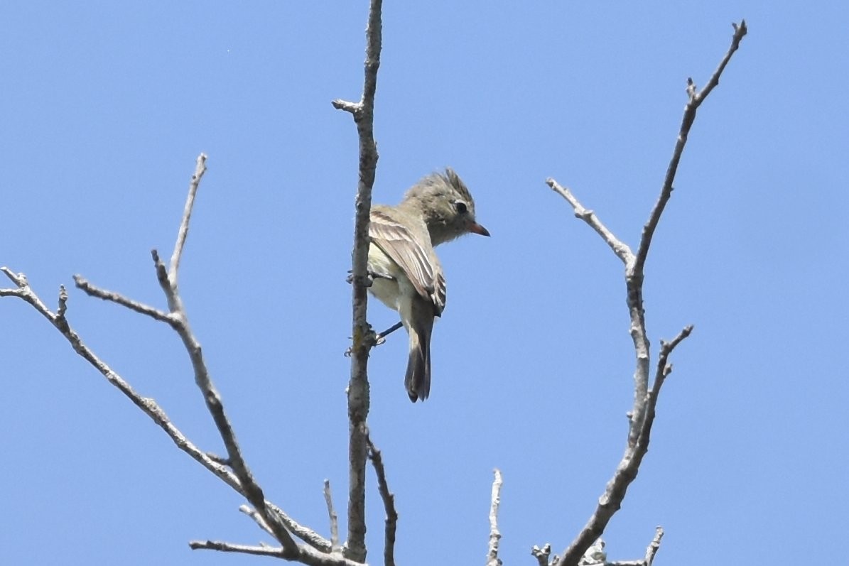 Northern Beardless-Tyrannulet - Gary Yoder