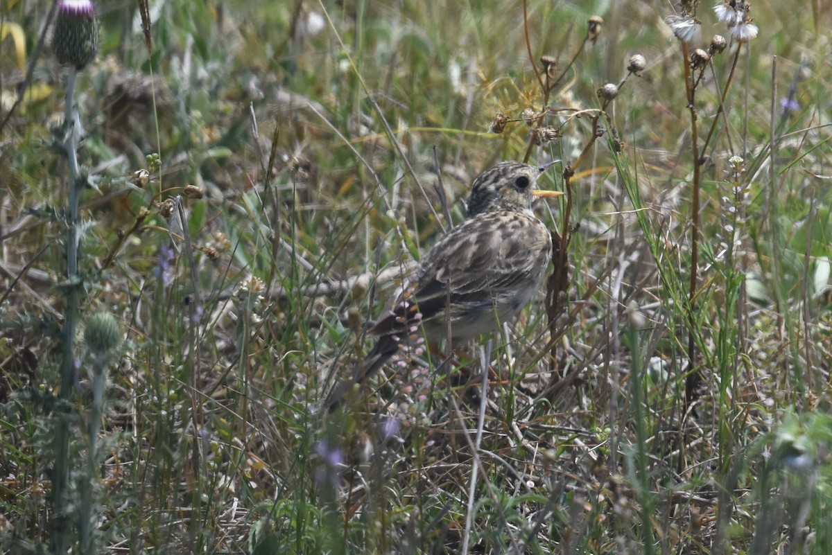 Sprague's Pipit - ML150124011