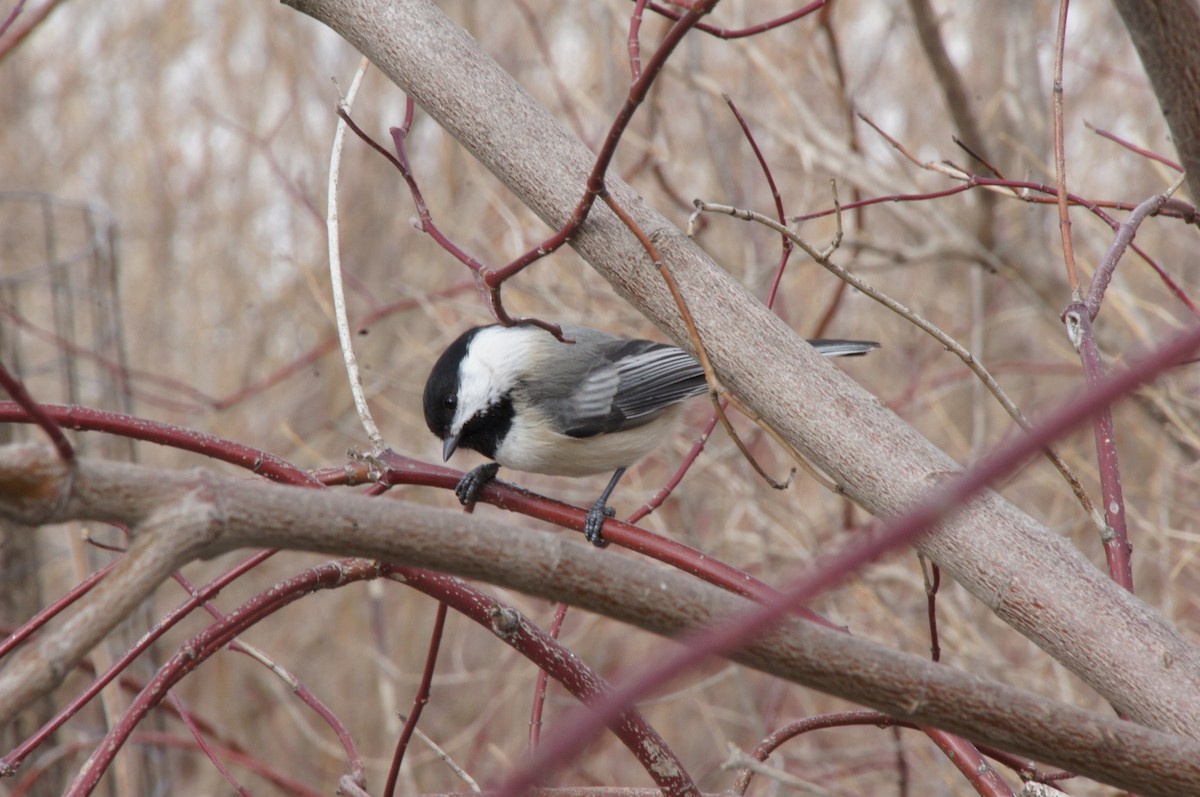 Black-capped Chickadee - ML150124681