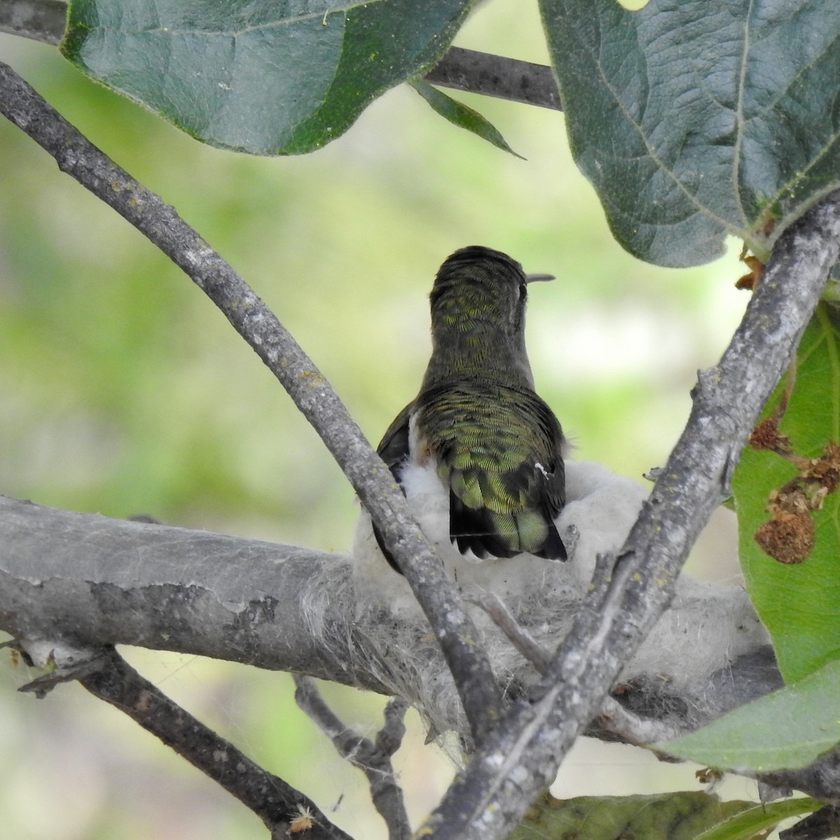 Anna's Hummingbird - Charlotte Morris