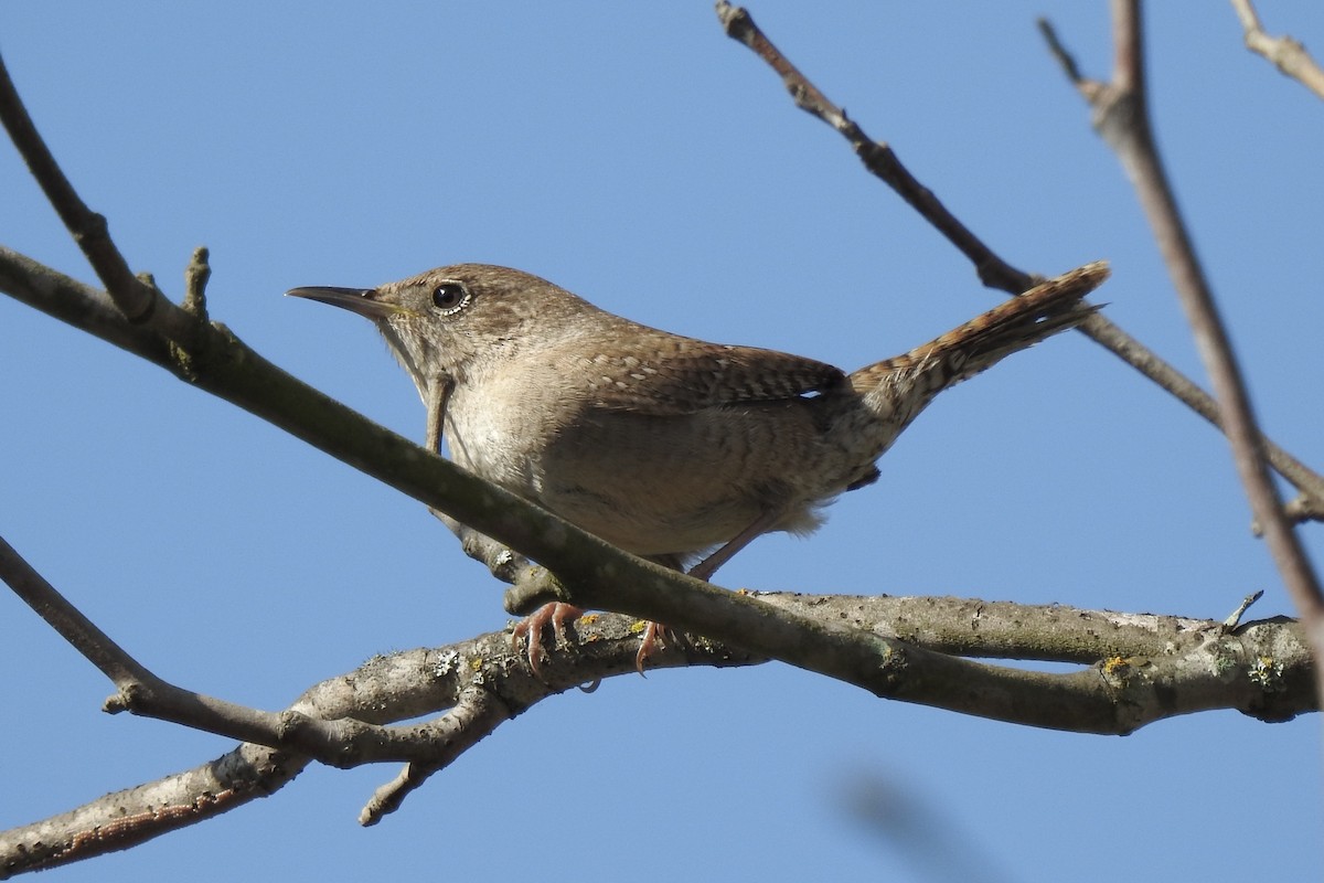 House Wren - ML150129051