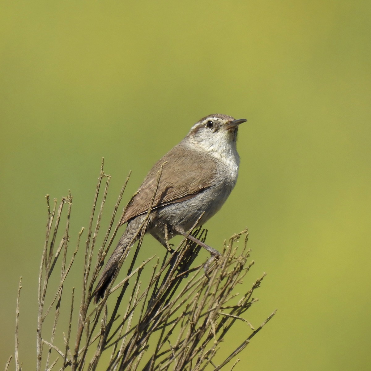 Bewick's Wren - ML150130251