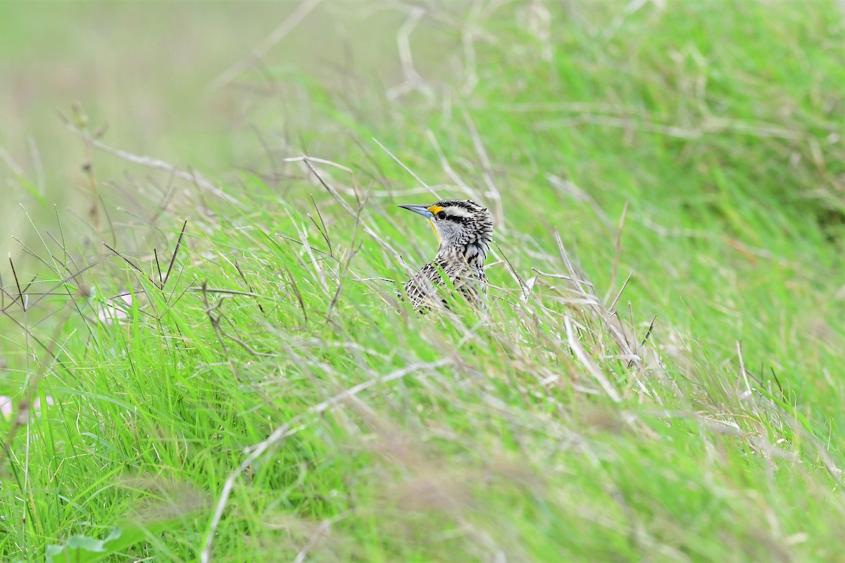 Eastern Meadowlark - ML150131451