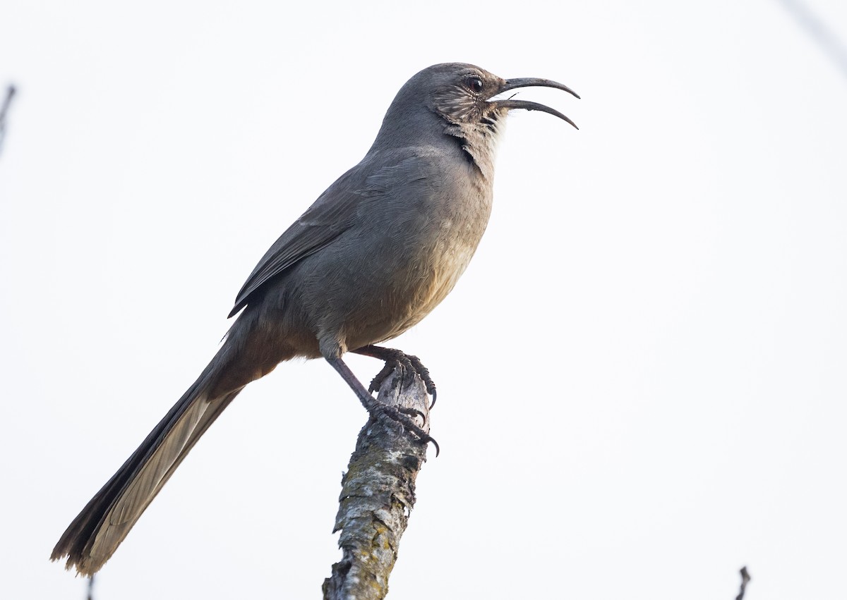 California Thrasher - ML150132511