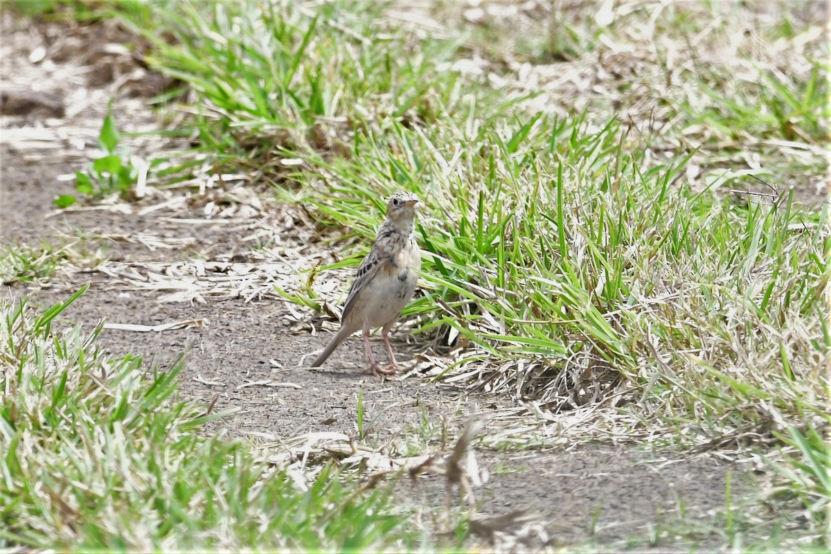 Sprague's Pipit - ML150132921