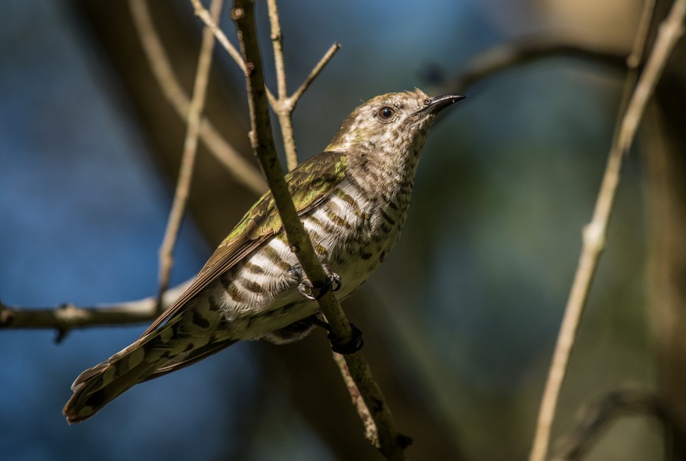 Shining Bronze-Cuckoo (Shining) - Matteo Grilli