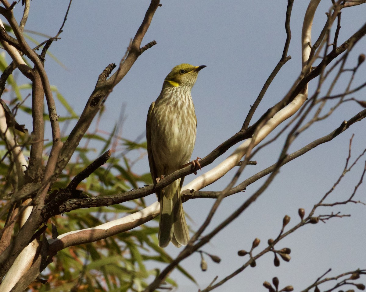 Yellow-plumed Honeyeater - ML150135241