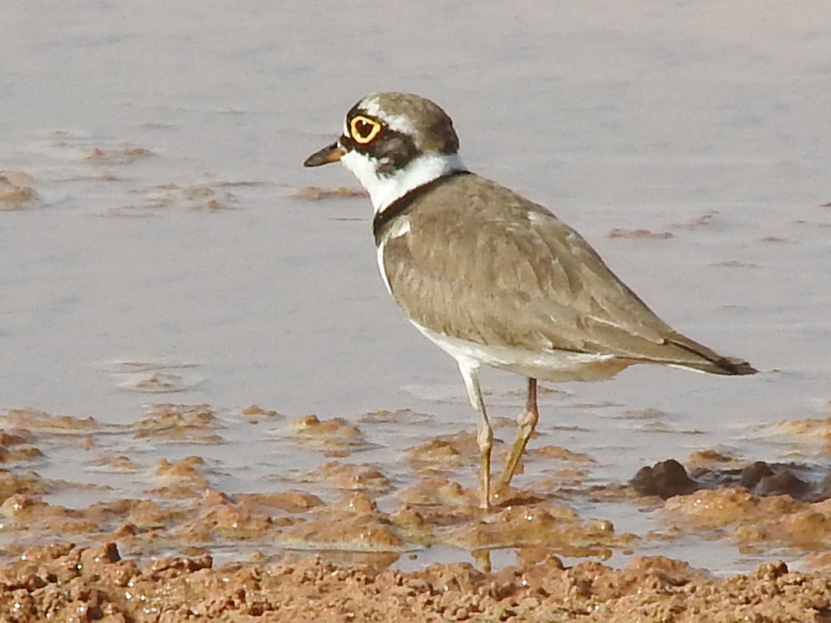 Little Ringed Plover - ML150135661