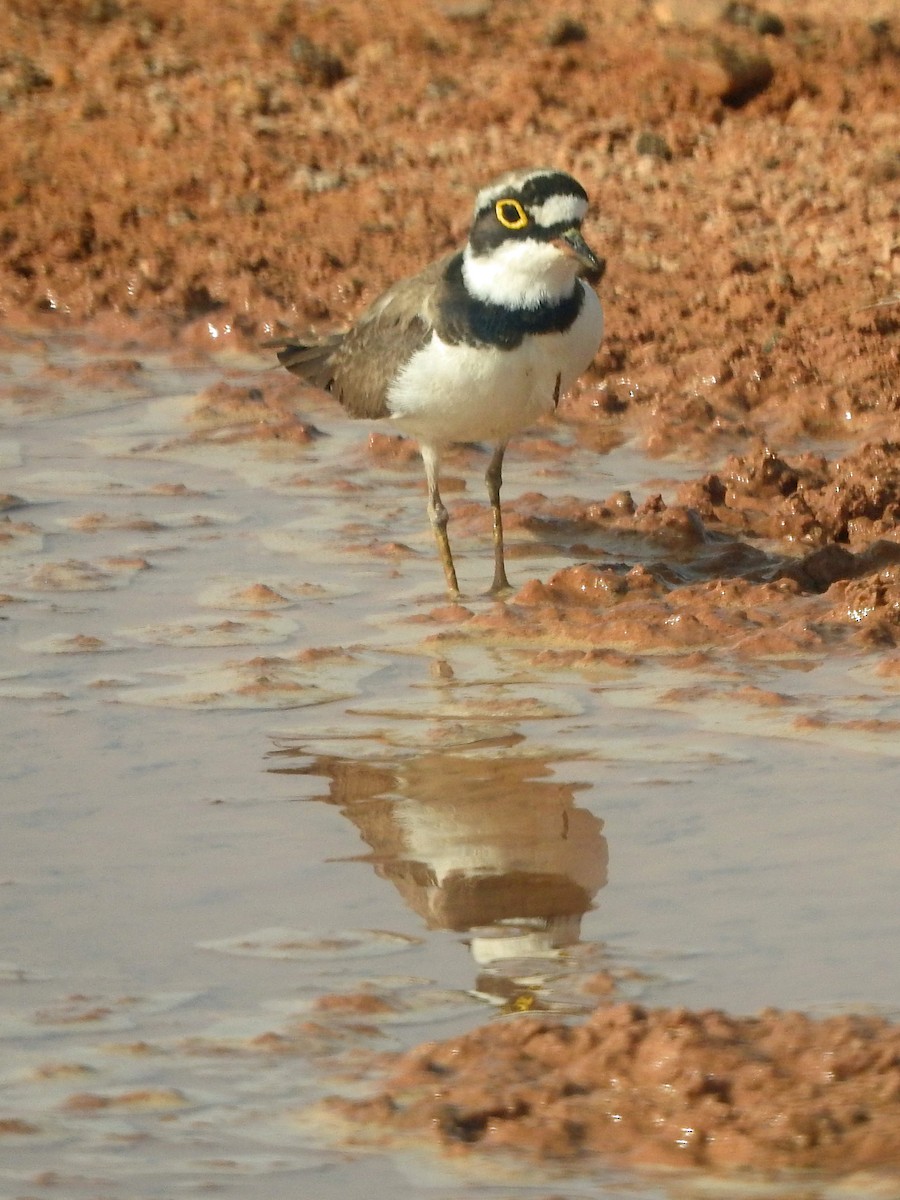 Little Ringed Plover - Diane Thomas