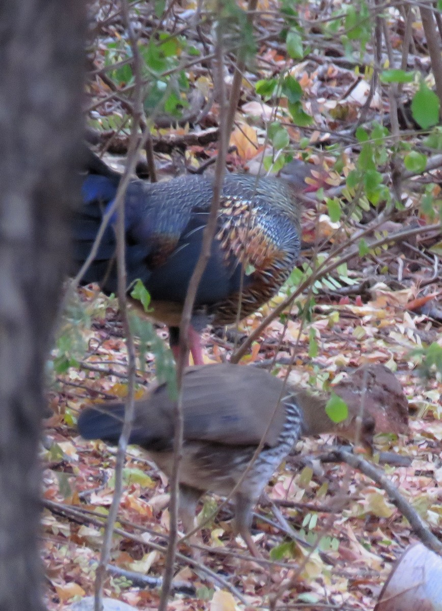 Gray Junglefowl - ML150138751